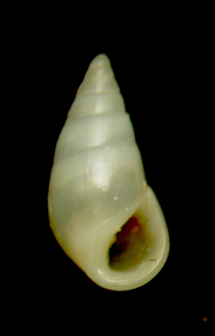 Zebina paivensis